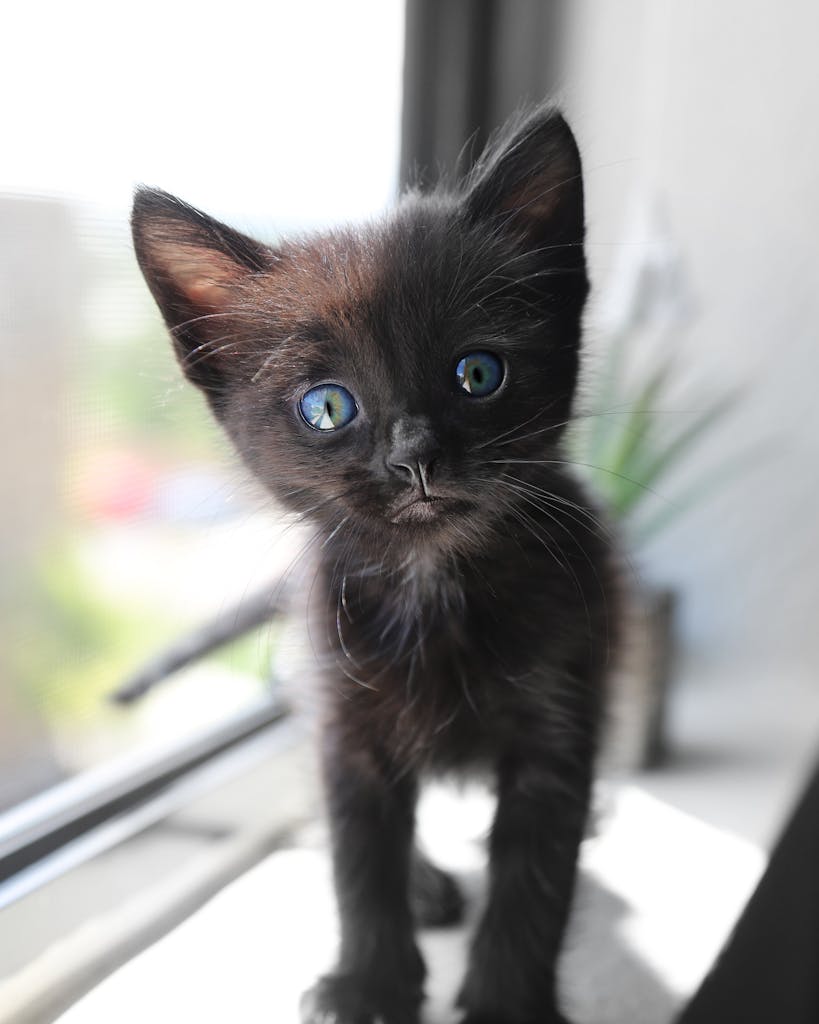 Close-up of a curious black kitten with blue eyes peering from a window sill.