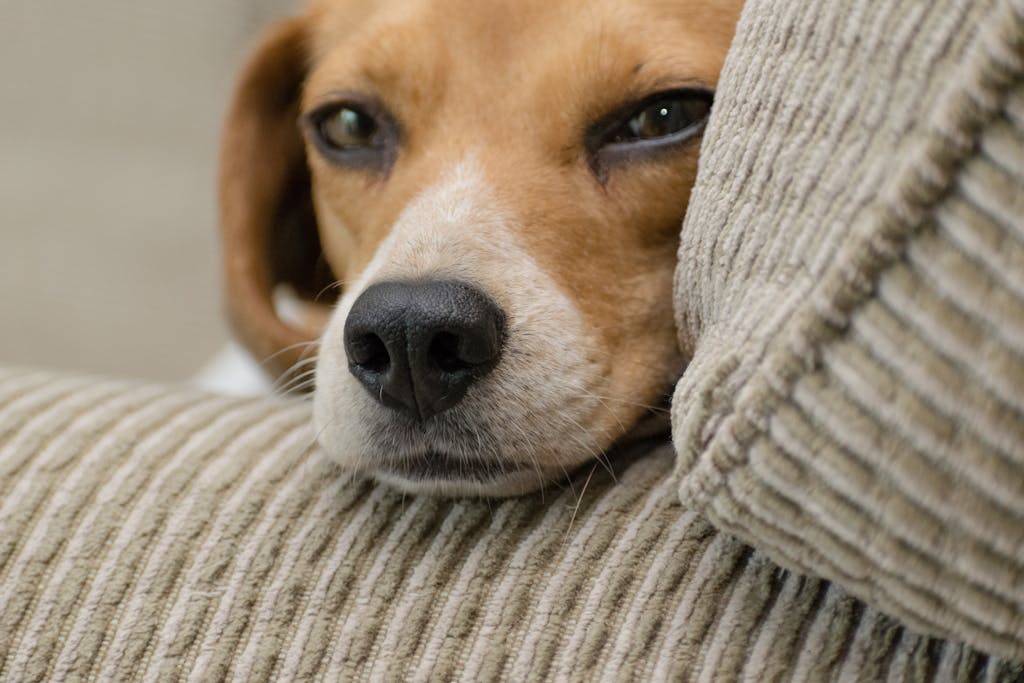 New Pet Parent Mistakes - Close-up of a cute beagle lying on a couch, perfect for dog lovers.