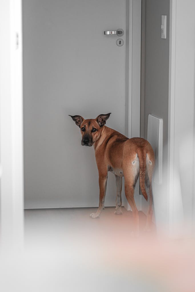A domestic dog stands indoors, looking back towards the camera near a door.