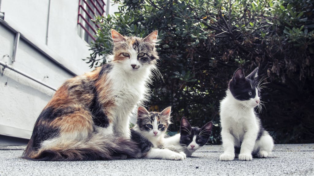 pet medication schedule family of cats