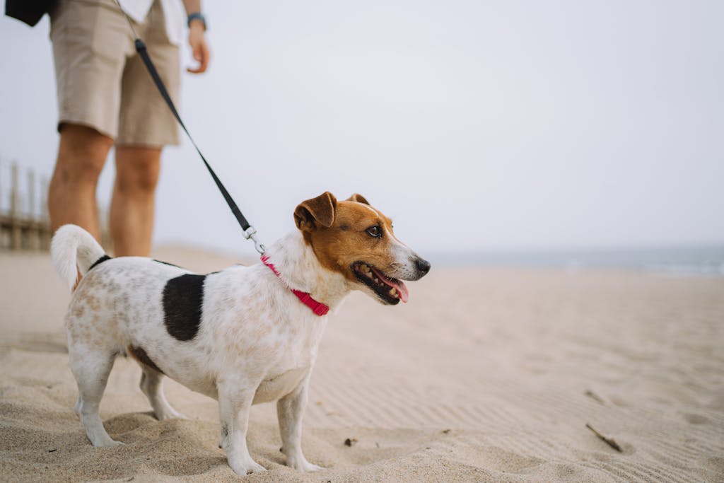 A happy beagle on a beach walk with its owner, enjoying the seaside scenery.