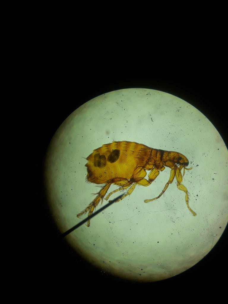 flea prevention close up of flea