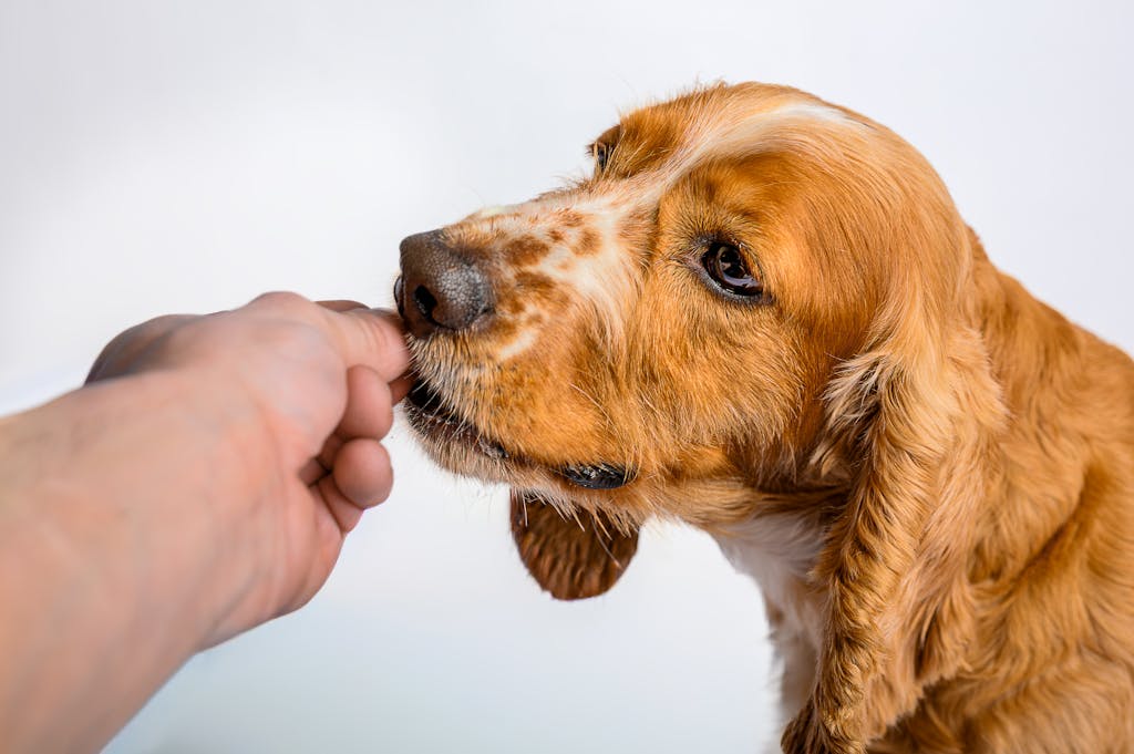 Close-up of a Cocker Spaniel being gently fed by hand, showcasing the dog's attentive expression.