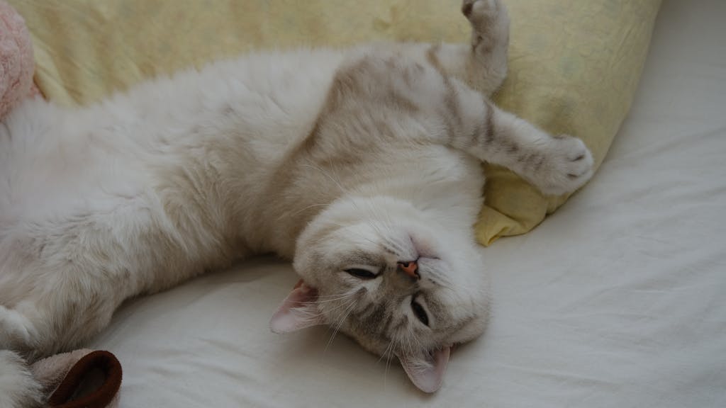 pet medication schedule