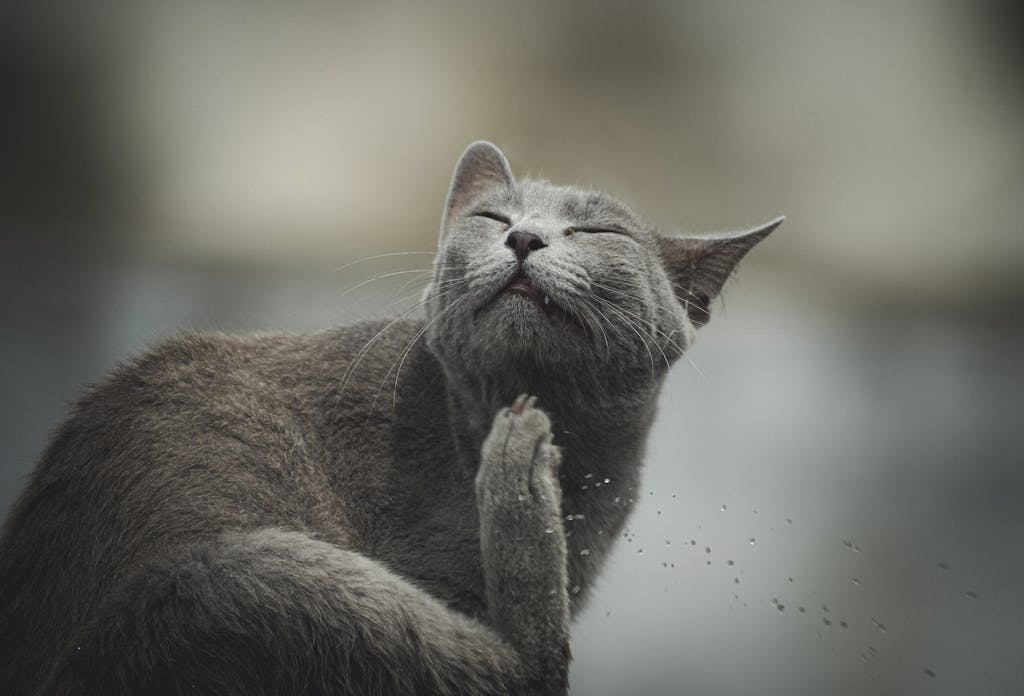 Serene gray cat scratching under its chin, enjoying an outdoor moment in Tunis, Tunisia.