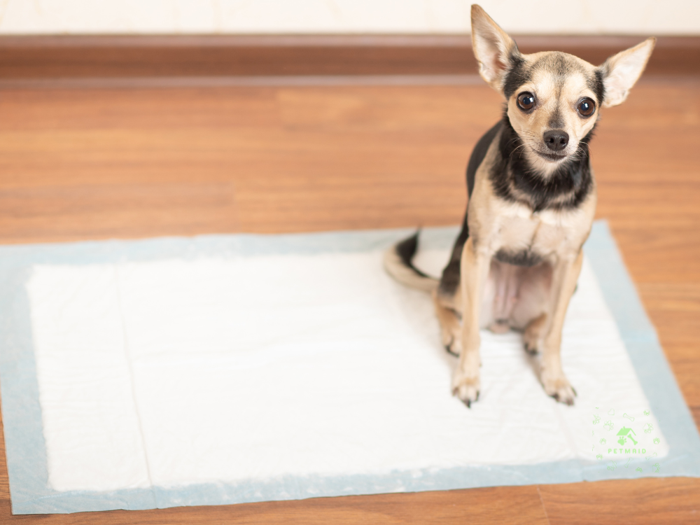 puppy potty training schedule