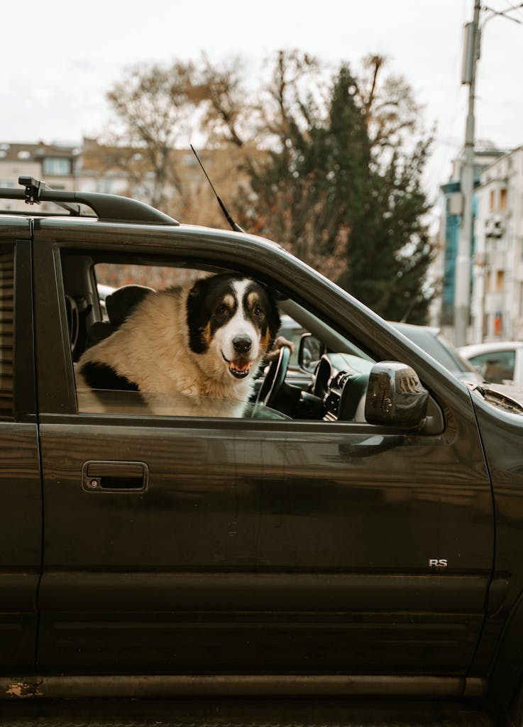 Adorable large dog sitting in the passenger seat of a parked car in Sofia, Bulgaria.